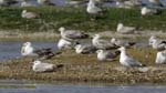 Goeland_argente_LeTeich_Parc_Ornithologique_mai2006_MI69062