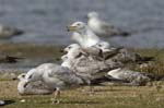 Goeland_argente_LeTeich_Parc_Ornithologique_mai2006_MI69066