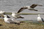 Goeland_argente_LeTeich_Parc_Ornithologique_mai2006_MI69100