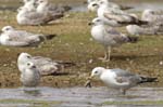 Goeland_argente_LeTeich_Parc_Ornithologique_mai2006_MI69109