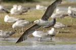Goeland_argente_LeTeich_Parc_Ornithologique_mai2006_MI69112
