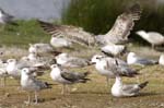 Goeland_argente_LeTeich_Parc_Ornithologique_mai2006_MI69114