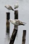 Goeland_argente_LeTeich_Parc_Ornithologique_mai2006_MI69607