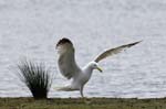 Goeland_argente_LeTeich_Parc_Ornithologique_mai2006_MI69792