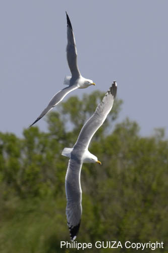 Goeland_argente_LeTeich_Parc_Ornithologique_avril2006_MR61860