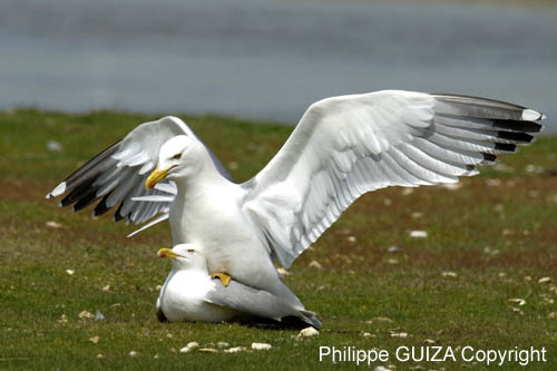 Goeland_leucophe_LeTeich_Parc_Ornithologique_avril2006_MR61861