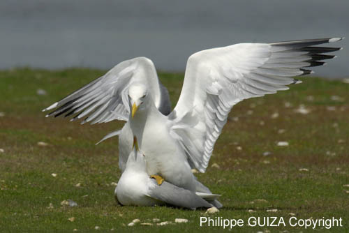 Goeland_leucophe_LeTeich_Parc_Ornithologique_avril2006_MR61862