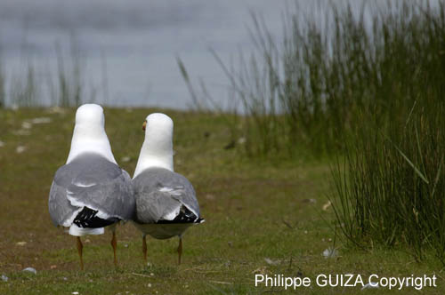 Goeland_leucophe_LeTeich_Parc_Ornithologique_avril2006_MR61863