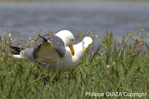 Goeland_leucophe_LeTeich_Parc_Ornithologique_avril2006_MR61864