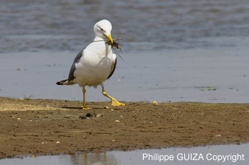 Goeland_leucophe_LeTeich_Parc_Ornithologique_avril2006_MR61865