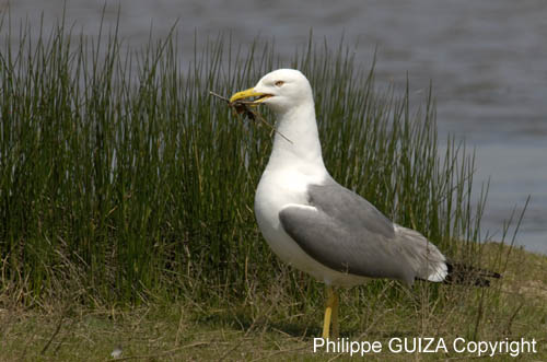 Goeland_leucophe_LeTeich_Parc_Ornithologique_avril2006_MR61866