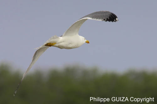 Goeland_leucophe_LeTeich_Parc_Ornithologique_avril2006_MR61868