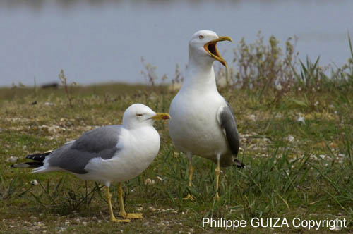 Goeland_leucophe_LeTeich_Parc_Ornithologique_avril2006_MR61870