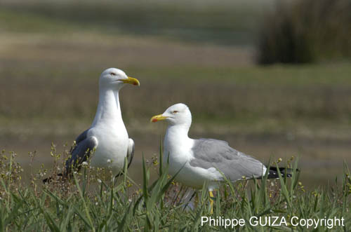 Goeland_leucophe_LeTeich_Parc_Ornithologique_avril2006_MR61872