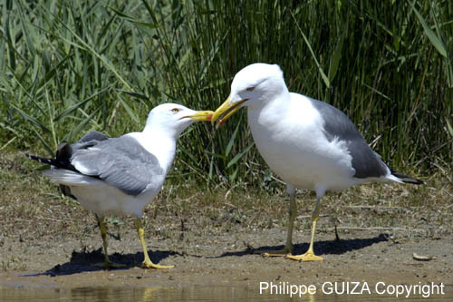 Goeland_leucophe_LeTeich_Parc_Ornithologique_mai2006_MI68143
