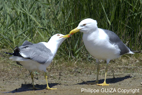 Goeland_leucophe_LeTeich_Parc_Ornithologique_mai2006_MI68144