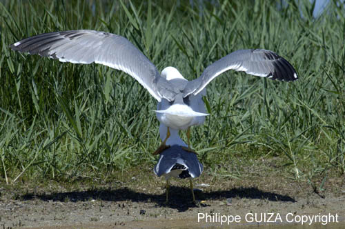 Goeland_leucophe_LeTeich_Parc_Ornithologique_mai2006_MI68148