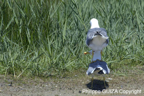 Goeland_leucophe_LeTeich_Parc_Ornithologique_mai2006_MI68149