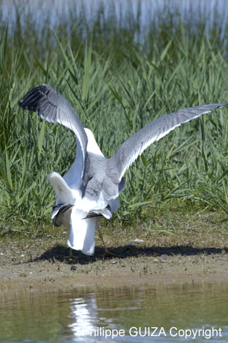 Goeland_leucophe_LeTeich_Parc_Ornithologique_mai2006_MI68159