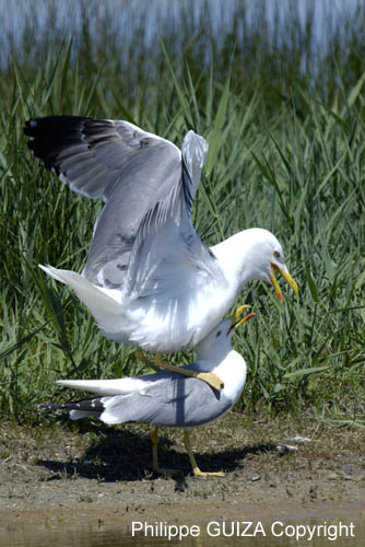 Goeland_leucophe_LeTeich_Parc_Ornithologique_mai2006_MI68162