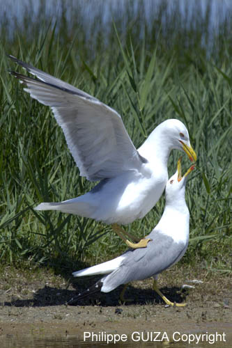 Goeland_leucophe_LeTeich_Parc_Ornithologique_mai2006_MI68164