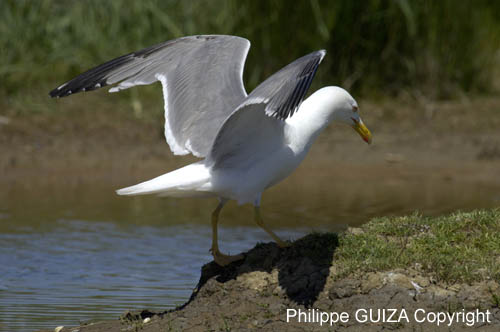 Goeland_leucophe_LeTeich_Parc_Ornithologique_mai2006_MI68186