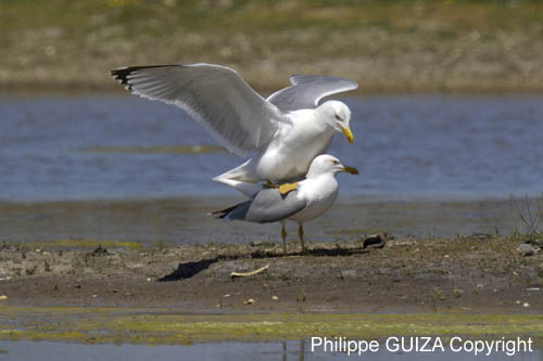 Goeland_leucophe_LeTeich_Parc_Ornithologique_mai2006_MI68189