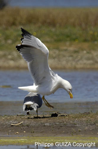Goeland_leucophe_LeTeich_Parc_Ornithologique_mai2006_MI68190