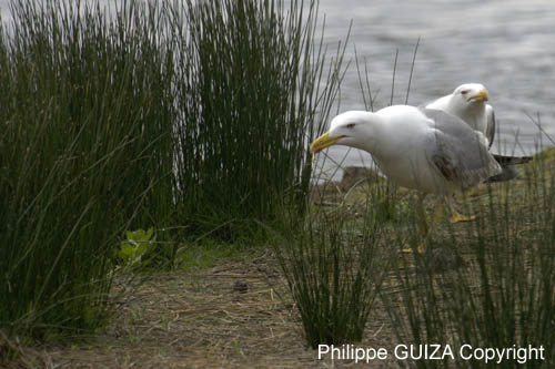 Goeland_leucophe_LeTeich_Parc_Ornithologique_mai2006_MI69793