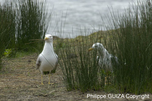 Goeland_leucophe_LeTeich_Parc_Ornithologique_mai2006_MI69795