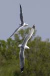 Goeland_argente_LeTeich_Parc_Ornithologique_avril2006_MR61860