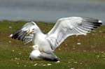 Goeland_leucophe_LeTeich_Parc_Ornithologique_avril2006_MR61861
