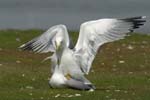 Goeland_leucophe_LeTeich_Parc_Ornithologique_avril2006_MR61862