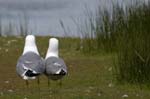 Goeland_leucophe_LeTeich_Parc_Ornithologique_avril2006_MR61863