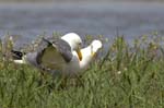 Goeland_leucophe_LeTeich_Parc_Ornithologique_avril2006_MR61864