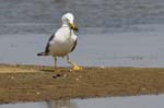Goeland_leucophe_LeTeich_Parc_Ornithologique_avril2006_MR61865