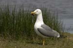Goeland_leucophe_LeTeich_Parc_Ornithologique_avril2006_MR61866