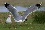 Goeland_leucophe_LeTeich_Parc_Ornithologique_avril2006_MR61867