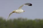 Goeland_leucophe_LeTeich_Parc_Ornithologique_avril2006_MR61868