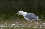 Goeland_leucophe_LeTeich_Parc_Ornithologique_avril2006_MR61869