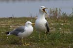 Goeland_leucophe_LeTeich_Parc_Ornithologique_avril2006_MR61870
