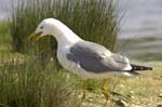 Goeland_leucophe_LeTeich_Parc_Ornithologique_avril2006_MR61871