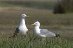 Goeland_leucophe_LeTeich_Parc_Ornithologique_avril2006_MR61872