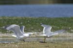 Goeland_leucophe_LeTeich_Parc_Ornithologique_mai2006_MI68115