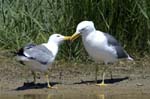 Goeland_leucophe_LeTeich_Parc_Ornithologique_mai2006_MI68143