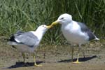 Goeland_leucophe_LeTeich_Parc_Ornithologique_mai2006_MI68144