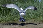 Goeland_leucophe_LeTeich_Parc_Ornithologique_mai2006_MI68148