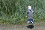 Goeland_leucophe_LeTeich_Parc_Ornithologique_mai2006_MI68149