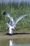 Goeland_leucophe_LeTeich_Parc_Ornithologique_mai2006_MI68159