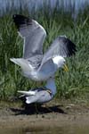 Goeland_leucophe_LeTeich_Parc_Ornithologique_mai2006_MI68161